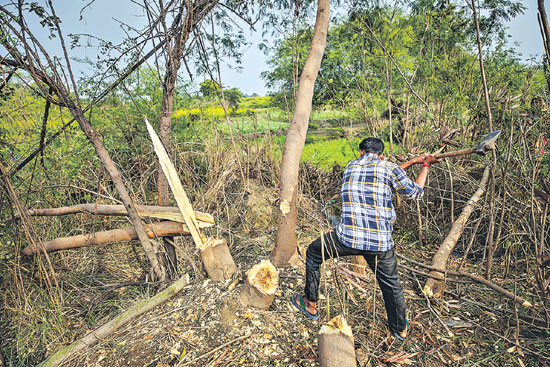 అడవులకు పోడు దెబ్బ