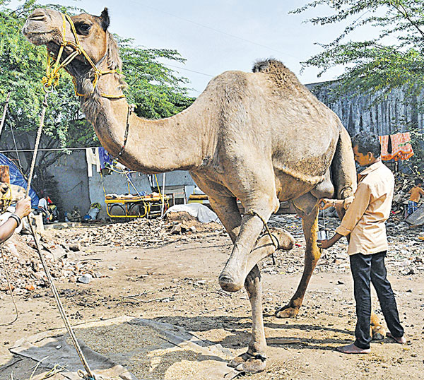 వంటపడుతున్న ఒంటె పాలు..