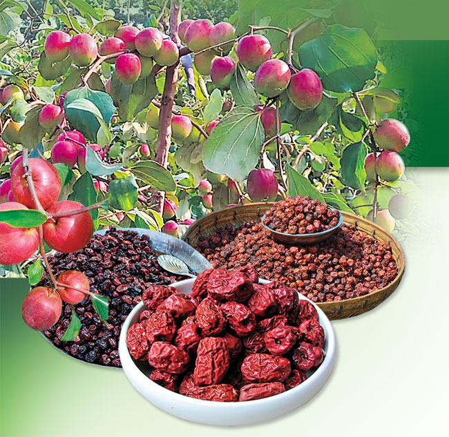 రేగుపండ్లనీ ఎండబెట్టేద్దాం.. plumfruitbenefitsintelugu