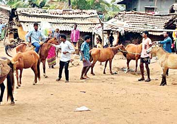 ఆ ఊళ్లో.. ఇంటికో గుర్రం!