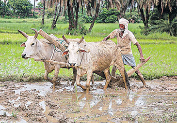 సాగు సాయం అంతంతే!