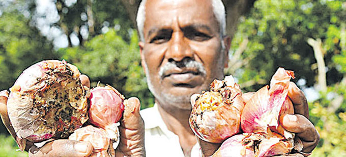 నిల్వకు దడి.. నష్టాల జడి.. కన్నీటి తడి! - Vimarsana News