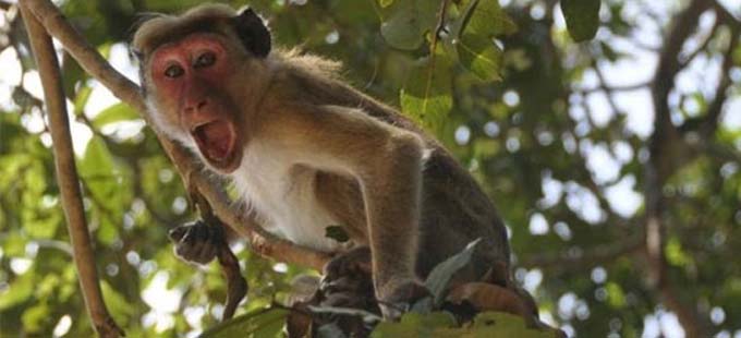 Monkey B Virus: చైనాలో తొలి మరణం | Telugu-news-monkey-b-virus-doctor ...