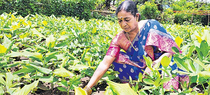 చదువు రాకపోయినా... బ్యాంకు ఛైర్‌పర్సన్‌ అయింది! - Vimarsana News