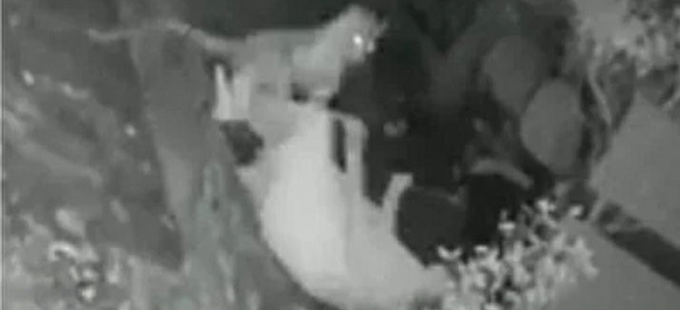 Leopard attack: చేతి కర్రతోనే చిరుతను తరిమిన వృద్ధురాలు - Vimarsana News