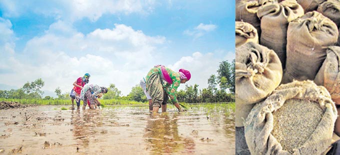 మద్దతు దక్కని కడగండ్ల సాగు - Vimarsana News