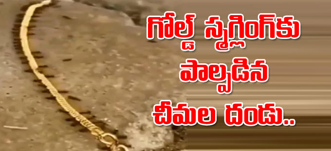 Viral Video: గోల్డ్‌ స్మగ్లింగ్‌కు పాల్పడిన చీమలు.. ఏ కేసు పెట్టాలని నెటిజన్లకు అధికారి ప్రశ్న!
