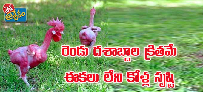 Featherless chicken : రెండు దశాబ్దాల క్రితమే ఈకలు లేని కోళ్ల సృష్టి ...