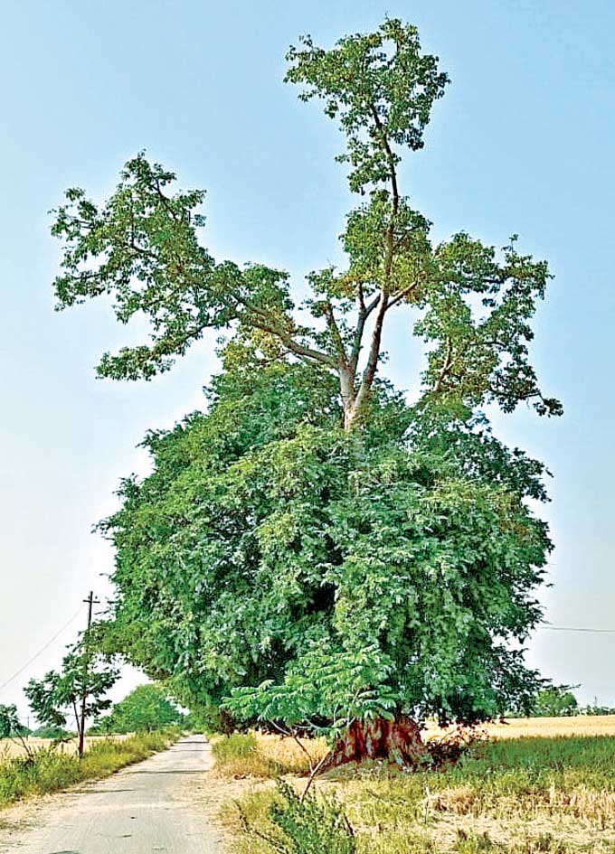 చింతచెట్టు మరో వృక్షానికి చోటివ్వదంటారు పెద్దలు. ఇందుకు భిన్నంగా చింతచెట్టులో మొలిచిన ఓ వృక్షం దాని తలదన్నేలా రెండింతలు పెరిగి ప్రకృతి ప్రేమికులను ఆకర్షిస్తోంది. నిర్మల్ జిల్లా లక్ష్మణచాంద మండలంలోని పార్పెల్లితండా నుంచి పార్పెల్లి వెళ్లే మార్గంలో చింత చెట్టులో మరో తెల్లమద్ది చెట్టు మొలిచింది. ఈ మార్గంలో ప్రయాణించే వారు దీన్ని చూసి ఆశ్చర్యపోతున్నారు.