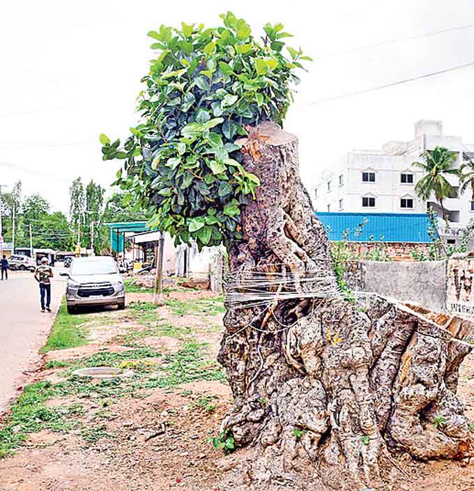 గండిపేట వెళ్లే దారిలో రోడ్డుపై వాలుతున్న చెట్టు కొమ్మలు ప్రమాదకరంగా మారడంతో భారీ వృక్షాన్ని నరికేశారు. మోడు మళ్లీ చిగురించి ఆహ్లాదకరంగా కనిపిస్తోంది.