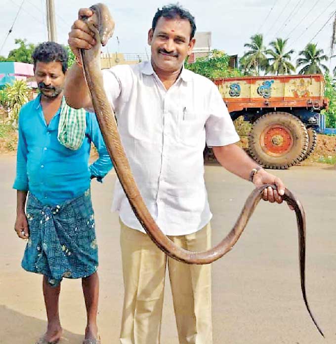 రంగంపేట మండలం జి.దొంతమూరు మార్కెట్లో పాము ఆకారంలో ఉన్న ఆరున్నర అడుగుల, మూడున్నర కిలోల చేప బుధవారం
అందరినీ ఆకర్షించింది. బొమ్మిడం రకానికి చెందిన ఈ చేపను ముగ్గురు కలిసి రూ.3,500కు కొనుగోలు చేశారు. కాకినాడ సముద్రంలో
వేటకు వెళ్లినప్పుడు దొరికిందని బిక్కవోలు మండలం బలభద్రపురానికి చెందిన చేపల వ్యాపారి రాము తెలిపారు. ఈ రకంలో ఇంత పొడవు
చేపను చూడటం గత 20 ఏళ్లలో ఇదే తొలిసారని ఆయన చెప్పారు.