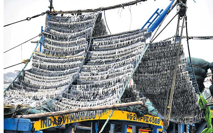 మత్స్యకారులు వేటకు వెళ్లినప్పుడు ఒక్కోసారి దాదాపు రెండు వారాలపాటు సముద్రంలోనే ఉండాల్సి వస్తుంది. ఆ సమయంలో చిన్న చేపలు పడితే.. వాటిని తాళ్లకు కట్టి పడవ పైభాగంలో ఎండబెడతారు. ఇలా చేస్తే నీడ తగిలే అవకాశమే లేకపోవడంతో త్వరగా ఎండుతాయి. ఒడ్డుకొచ్చాక వాటిని మార్కెట్లో విక్రయిస్తారు. పడవలపై ఎండబెట్టిన వాటికి ఇసుక అంటదు. అందువల్ల వీటికి కాస్త ఎక్కువ గిరాకీ ఉంటుంది. చూడటానికి గుడిసెలపై కప్పిన చాపల్లా ఉన్న ఈ ఎండు చేపల వరుస విశాఖలోని జెట్టీల వద్ద ఆగిన బోట్లపై కనిపించింది.