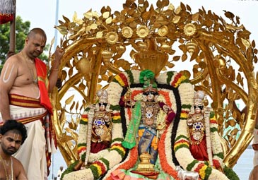 Tirumala: కల్పవృక్ష వాహనంపై  దర్శనమిస్తున్న మలయప్ప స్వామి..ఫొటోలు
