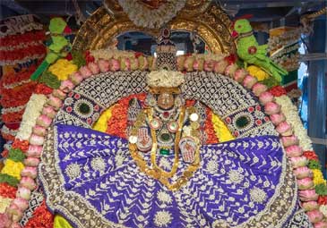 Tiruchanuru: ఘనంగా పద్మావతి అమ్మవారి రథోత్సవం