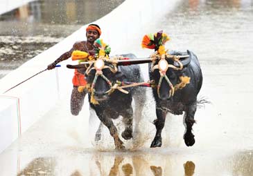 Karnataka : సాహస క్రీడ ‘కంబళ ’..  ఆకట్టుకునే చిత్రాలు