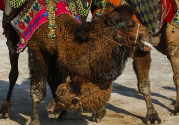 Camel  Wrestling: ఒంటెల రెజ్లింగ్ పోటీలు... చూశారా!