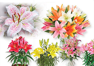 https://www.eenadu.net/telugu-article/sunday-magazine/these-lily-flowers-may-fragrance-up-to-20-days/28/323000088