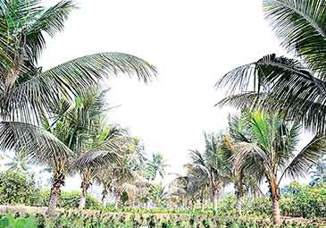https://www.eenadu.net/telugu-article/sunday-magazine/here-how-coconut-tree-replantation-methods/28/323000156