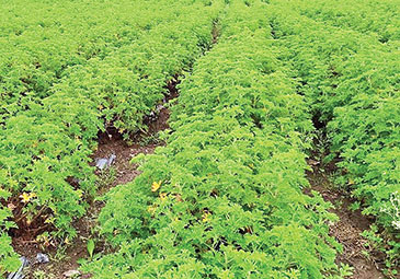 https://www.eenadu.net/telugu-article/sunday-magazine/detail-story-about-geranium-plant-farming-in-india/28/323001324