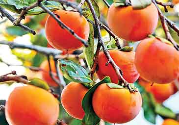 https://www.eenadu.net/telugu-article/sunday-magazine/health-benefits-of-amlok-fruit/28/324000051