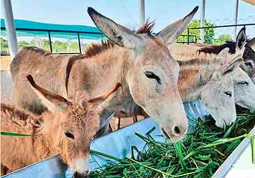 https://www.eenadu.net/telugu-article/sunday-magazine/this-man-quit-his-it-job-to-start-a-donkey-milk-farm-in-mallampudi/28/324000237