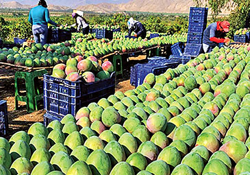 https://www.eenadu.net/telugu-article/sunday-magazine/intersting-facts-about-fruit-village-dhumalwadi/4/324000465