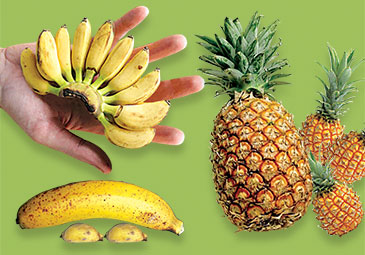 https://www.eenadu.net/telugu-article/sunday-magazine/here-new-food-trend-varieties-of-miniature-fruits/28/324000534