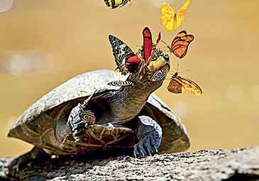 https://www.eenadu.net/telugu-article/sunday-magazine/butterflies-drinking-turtle-tears/31/324000570