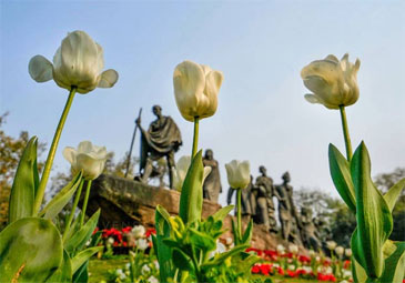 Tulip Garden: తెరుచుకున్న తులిప్‌ గార్డెన్‌.. ఆకట్టుకుంటున్న పుష్పాలు
