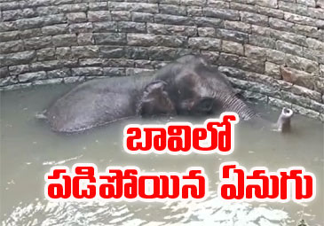 Viral Video: బావిలో పడిపోయిన ఏనుగు.. ఎలా కాపాడారో చూశారా..!