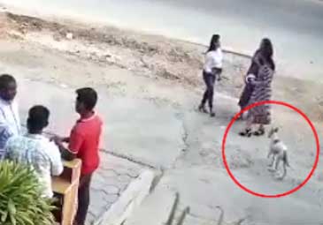 Viral Video: హైదరాబాద్‌లో రెచ్చిపోతున్న వీధి కుక్కలు.. యువతిపై ఉన్నట్టుండి దాడి
