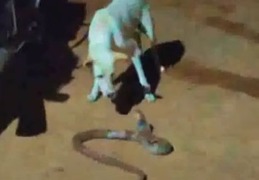 Dog vs Snake: పిల్లలను కాటేసిన పాముతో తల్లి కుక్క పోరాటం.. చూశారా!