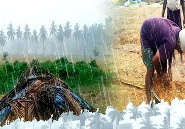 Heavy Rains - Farmers: రైతులను కుదిపేస్తున్న అకాల వర్షాలు