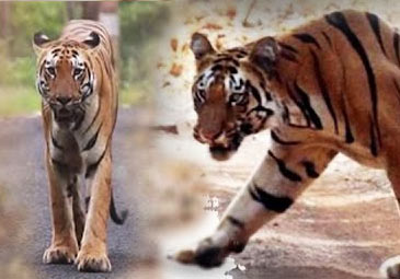 Tigers - Palnadu: పల్నాడు జిల్లా సరిహద్దు గ్రామాల్లో పులుల అలజడి