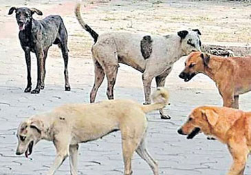 Dogs Attack: హనుమకొండలో వీధి కుక్కల దాడి.. బాలుడి దుర్మరణం