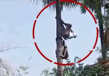 Viral Video: తాటిచెట్టుపై పట్టుతప్పిన గౌడన్నకు.. మరో గీత కార్మికుడి పునర్జన్మ