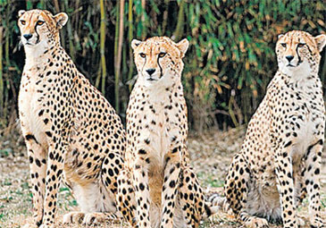 Cheetah: చీతాల రక్షణకు కేంద్రం సరికొత్త ప్రణాళిక