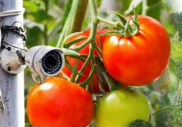 Tomato: దొంగల భయం.. టమాటా తోటకు సీసీ కెమెరాలతో నిఘా