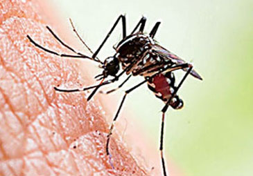 Mosquito Bites: మరణాలను పెంచుతున్న ‘దోమ కాట్లు’