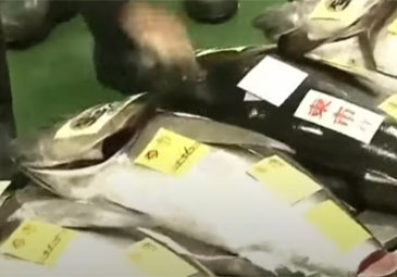 Japan: రూ.6.5 కోట్లు పలికిన బ్లూఫిన్‌ ట్యూనా చేప