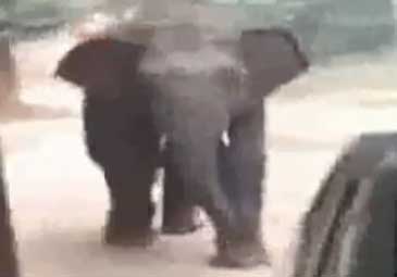 Elephant: దారితప్పి పట్టణంలోకి వచ్చిన ఏనుగు.. భయంతో జనం పరుగులు