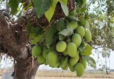 Mango Tree: ఔరా.. ఒకే కొమ్మకు 55 మామిడి కాయలు