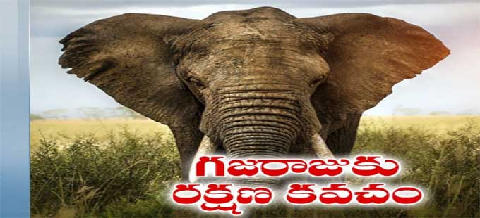 Elephant Population: గణనీయంగా తగ్గిపోతున్న గజరాజుల సంఖ్య | smuggling is