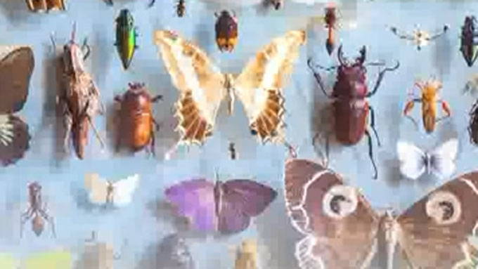 Role of Insects in Ecological Balance: అంతరిస్తున్న కీటకాలు.. ఆహార ...